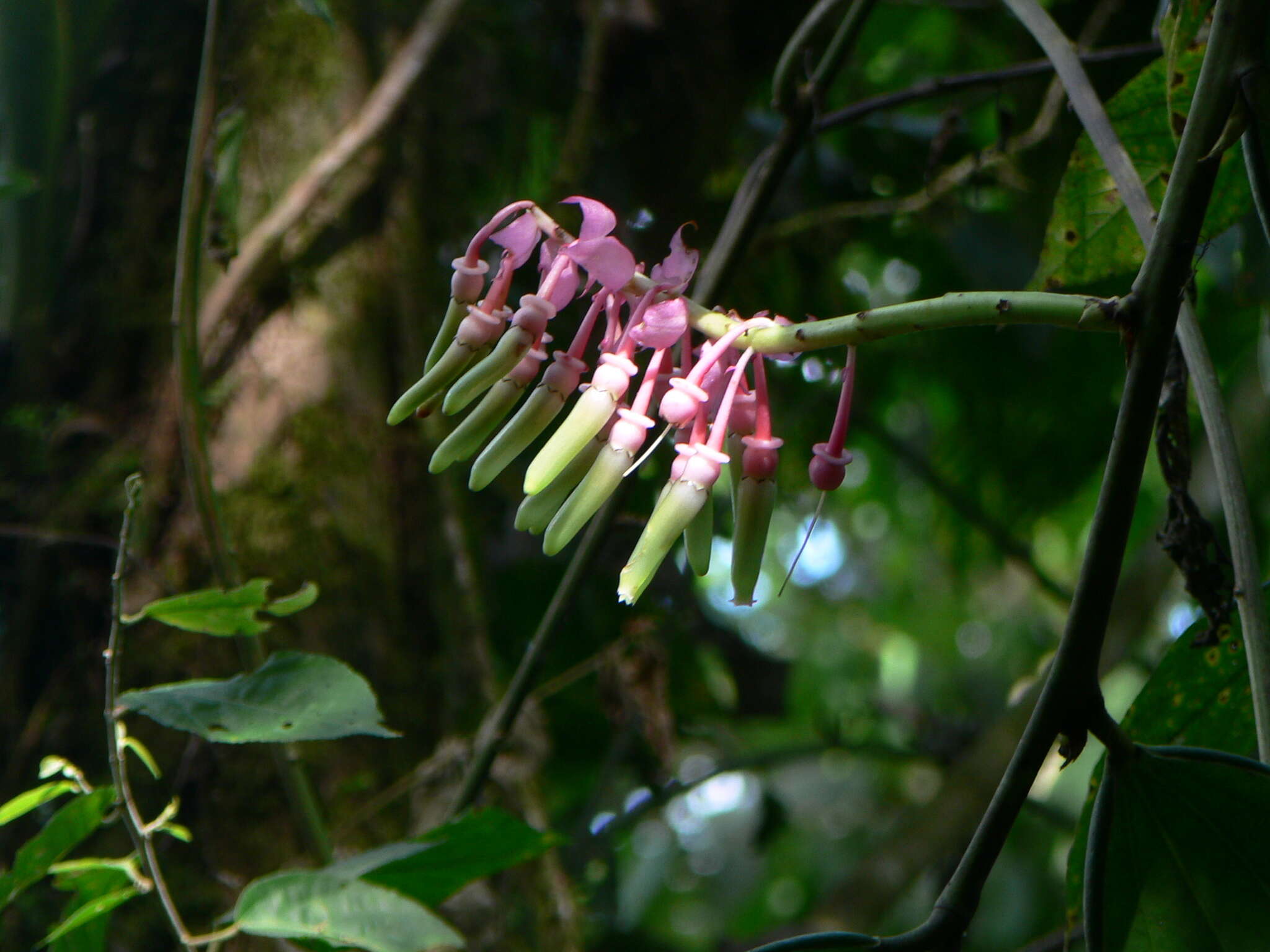 Imagem de Cavendishia grandifolia Herold