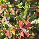 Image of flat-leaf bush-pea