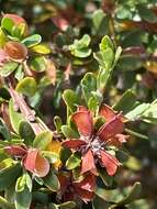 Image of Pultenaea platyphylla N. A. Wakef.