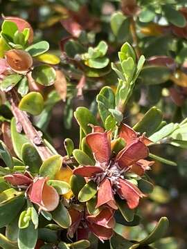 صورة Pultenaea platyphylla N. A. Wakef.