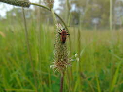 Image of Calocoris nemoralis (Fabricius 1787)