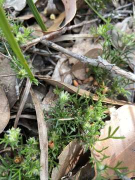 Слика од Actinotus glomeratus Benth.