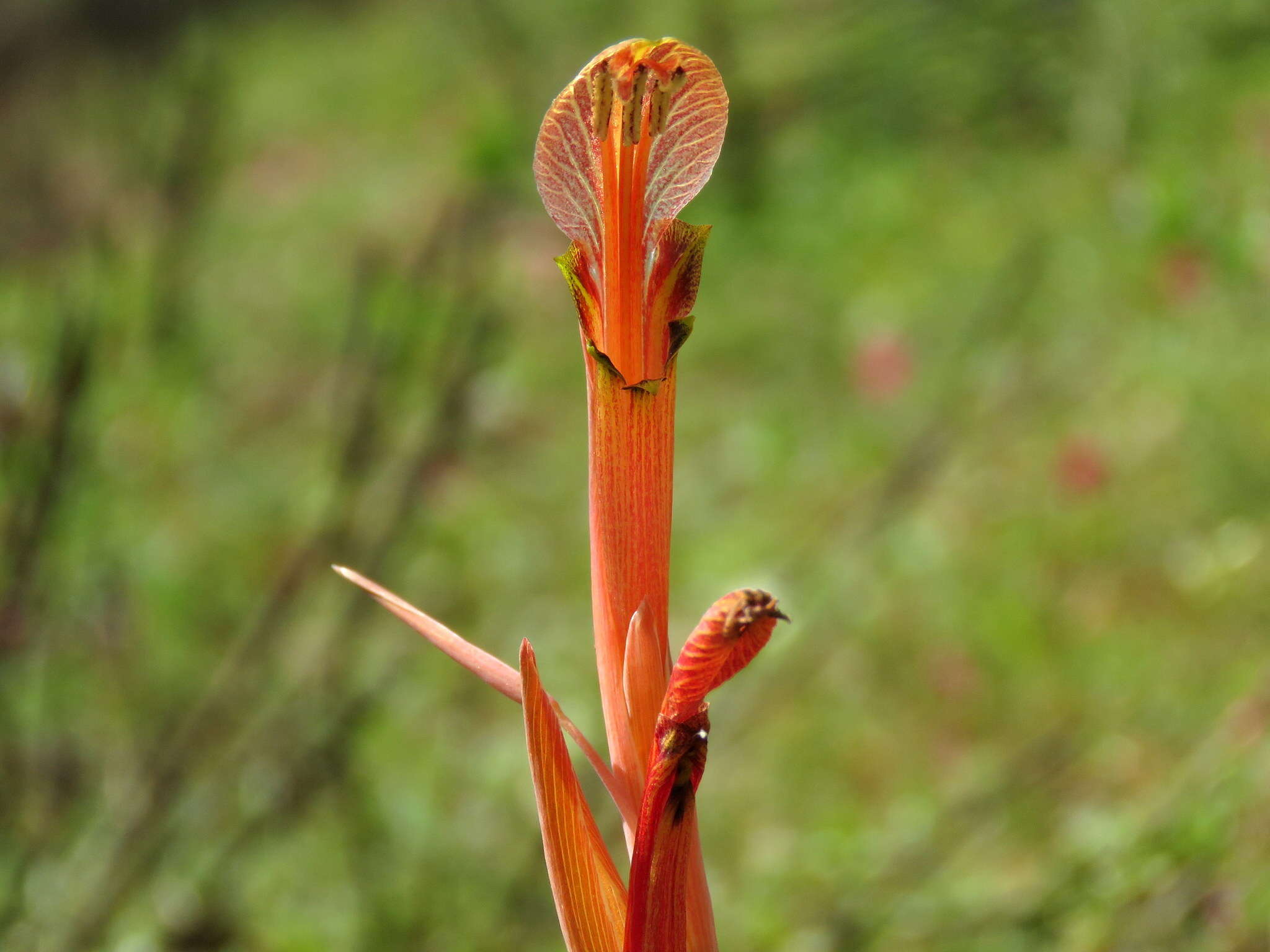 Gladiolus abbreviatus Andrews resmi