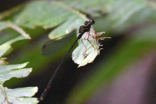 Image of Heteropodagrion superbum Ris 1918