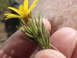 Image of Oedera acerosa (DC.) N. G. Bergh