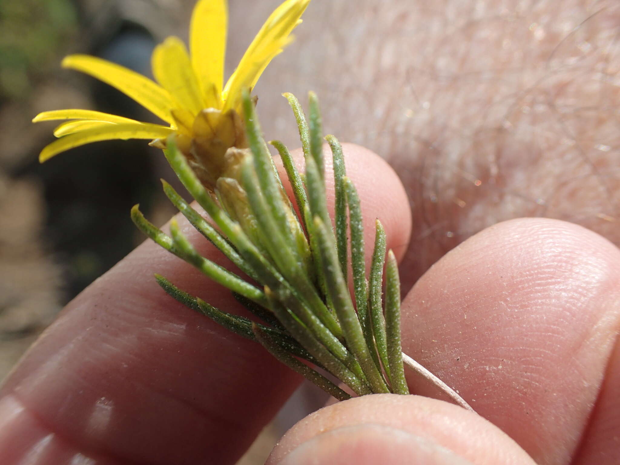 Image of Oedera acerosa (DC.) N. G. Bergh