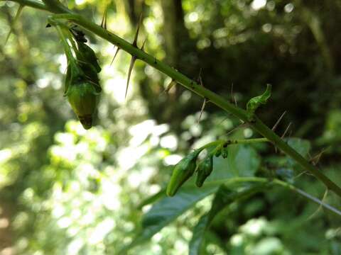 Слика од Solanum atropurpureum Schrank