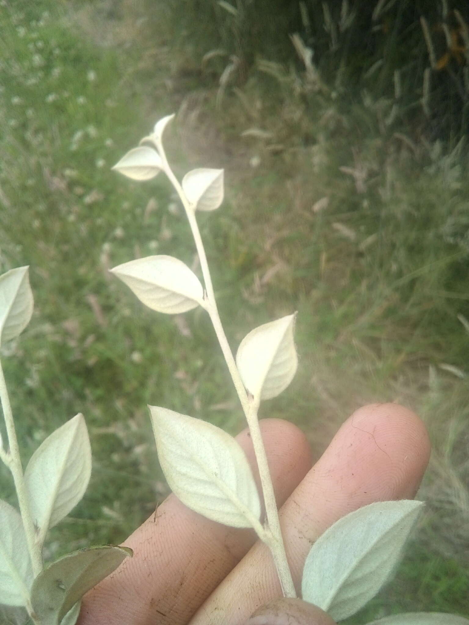 Image of orange cotoneaster