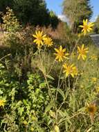 Image of Schweinitz's sunflower