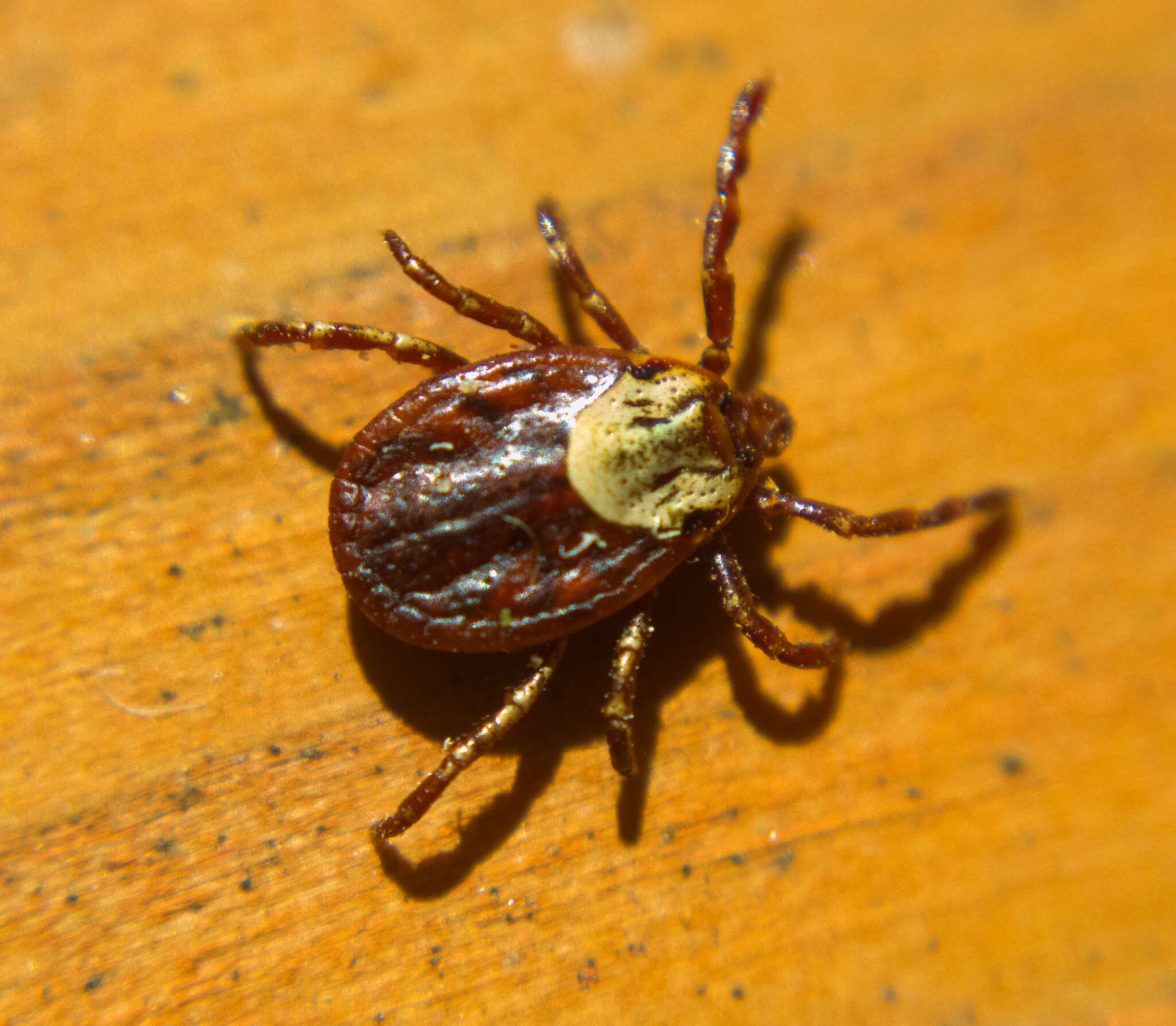 Image of American dog tick