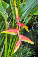 Image of Heliconia rauliniana Barreiros