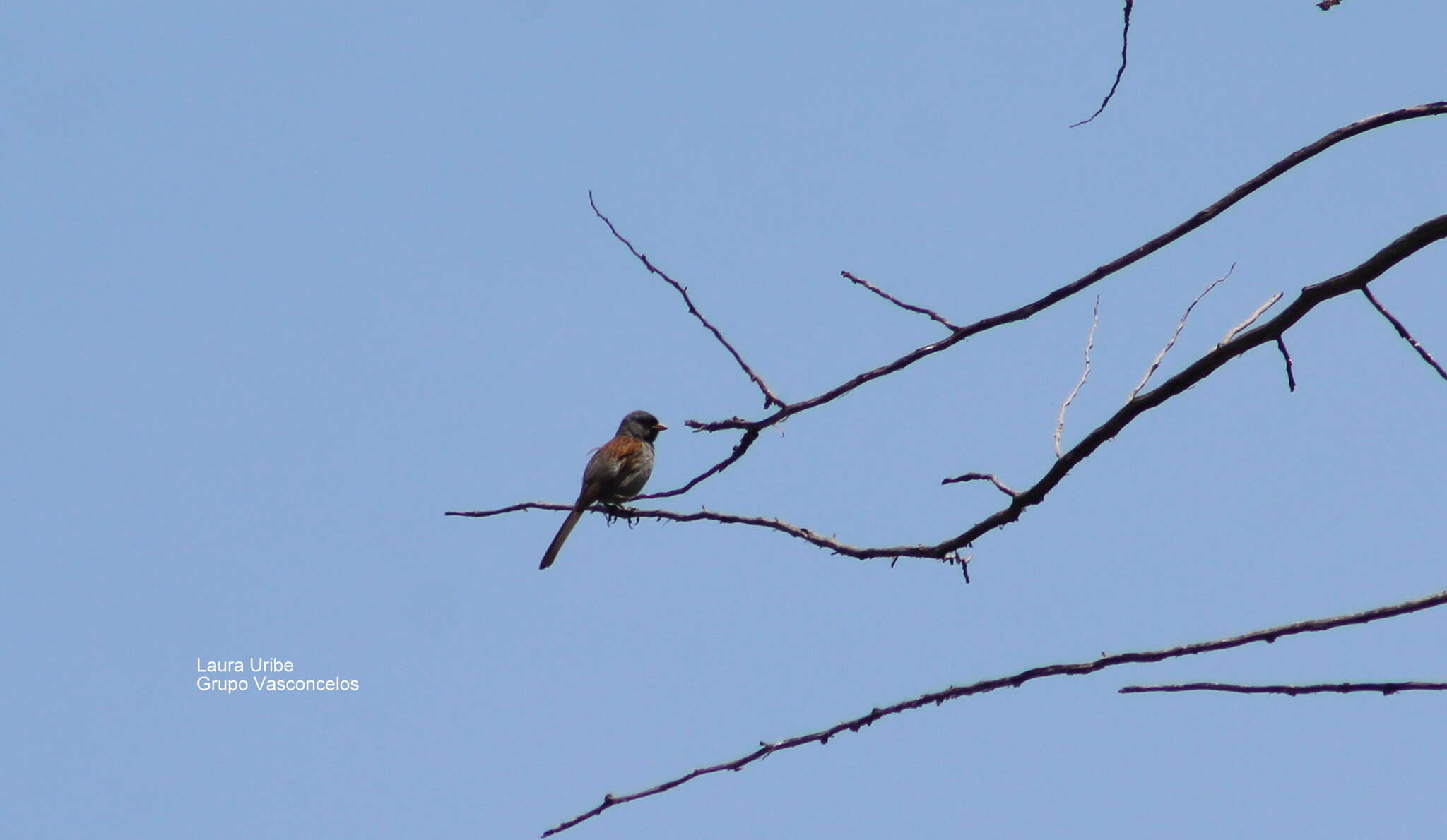 Image of Black-chinned Sparrow