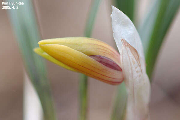 Sivun Cymbidium goeringii (Rchb. fil.) Rchb. fil. kuva