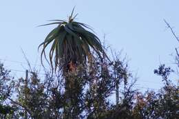 Image of Aloe speciosa Baker