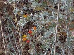 Image of <i>Acmispon argophyllus</i> var. <i>argenteus</i>