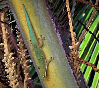 Image of Zanzibar Day Gecko