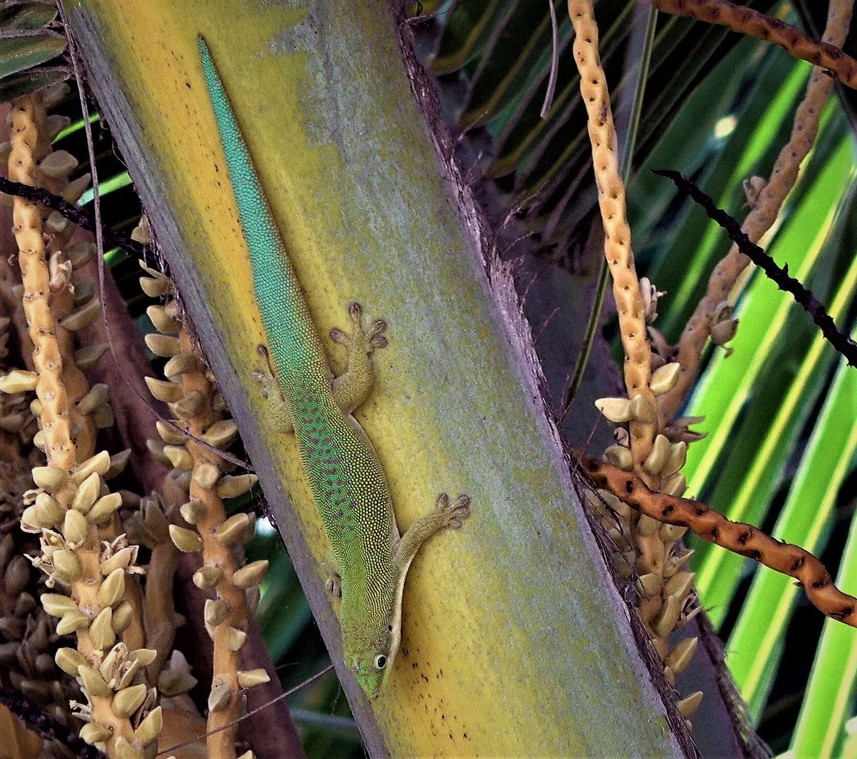 صورة Phelsuma dubia (Boettger 1881)