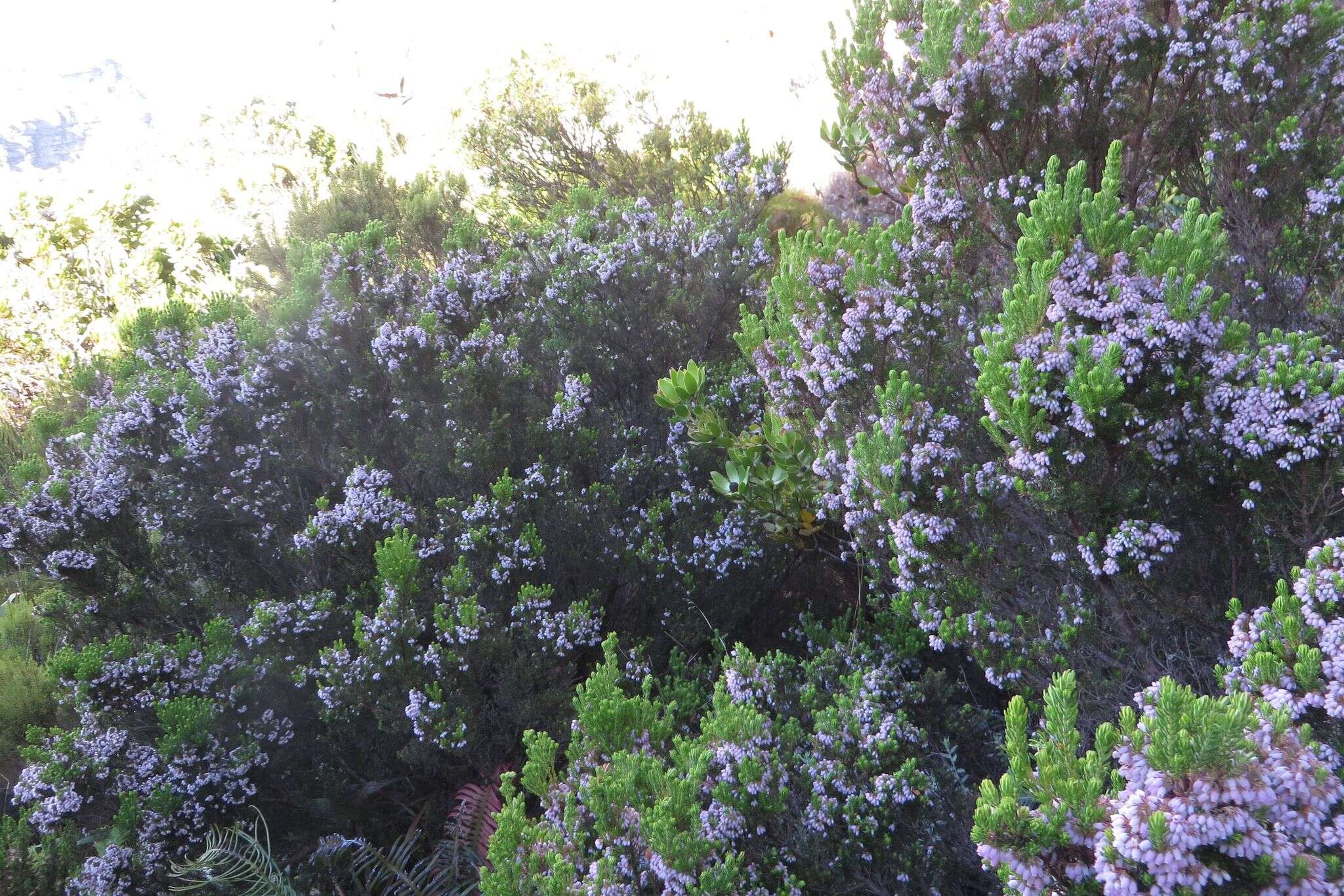 Image de Erica caterviflora Salisb.