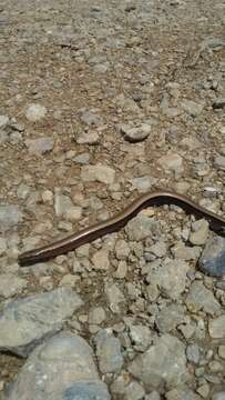 Image of Peloponnese slow worm