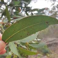 Image of Eucalyptus umbra F. Müll. ex R. T. Baker