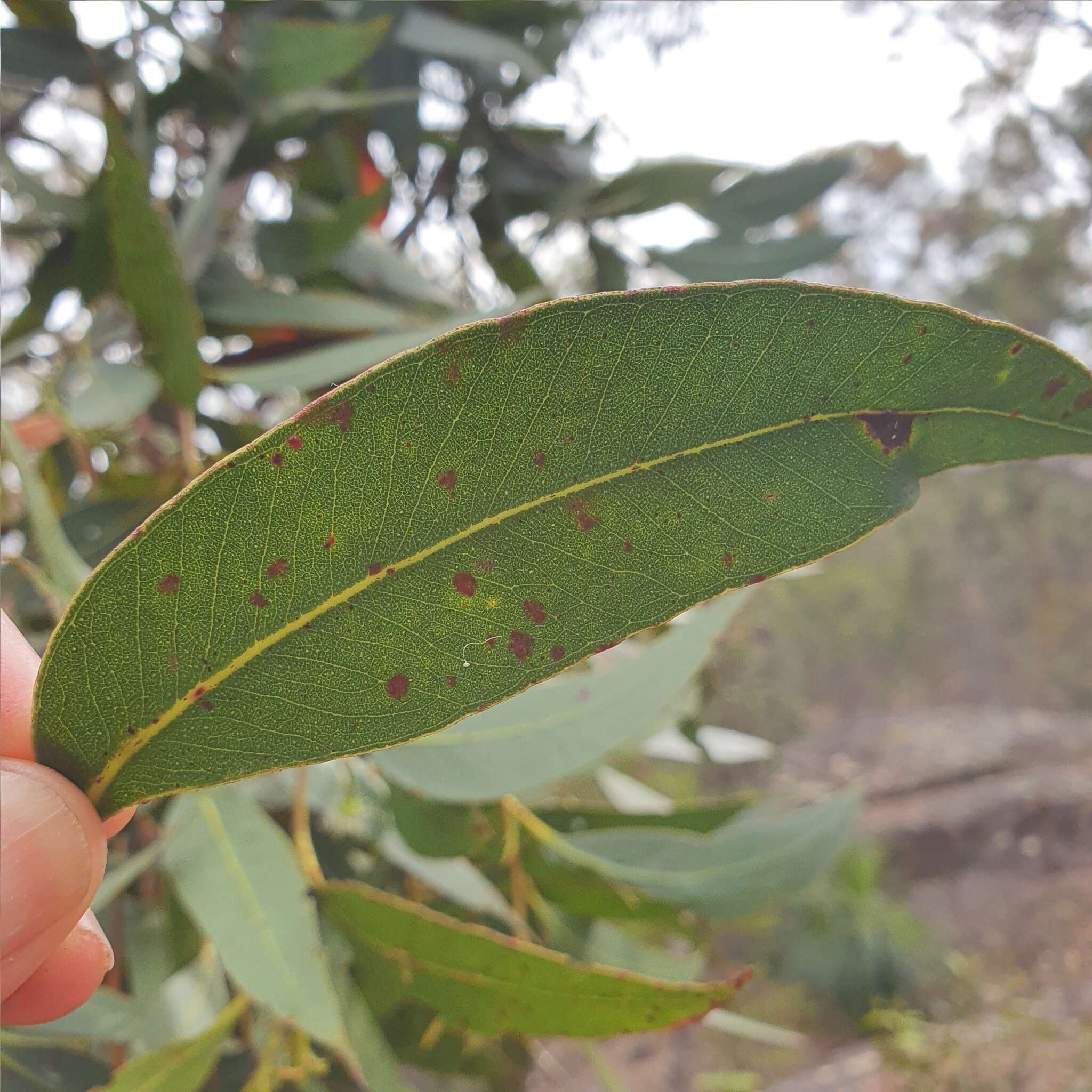 Image of Eucalyptus umbra F. Müll. ex R. T. Baker