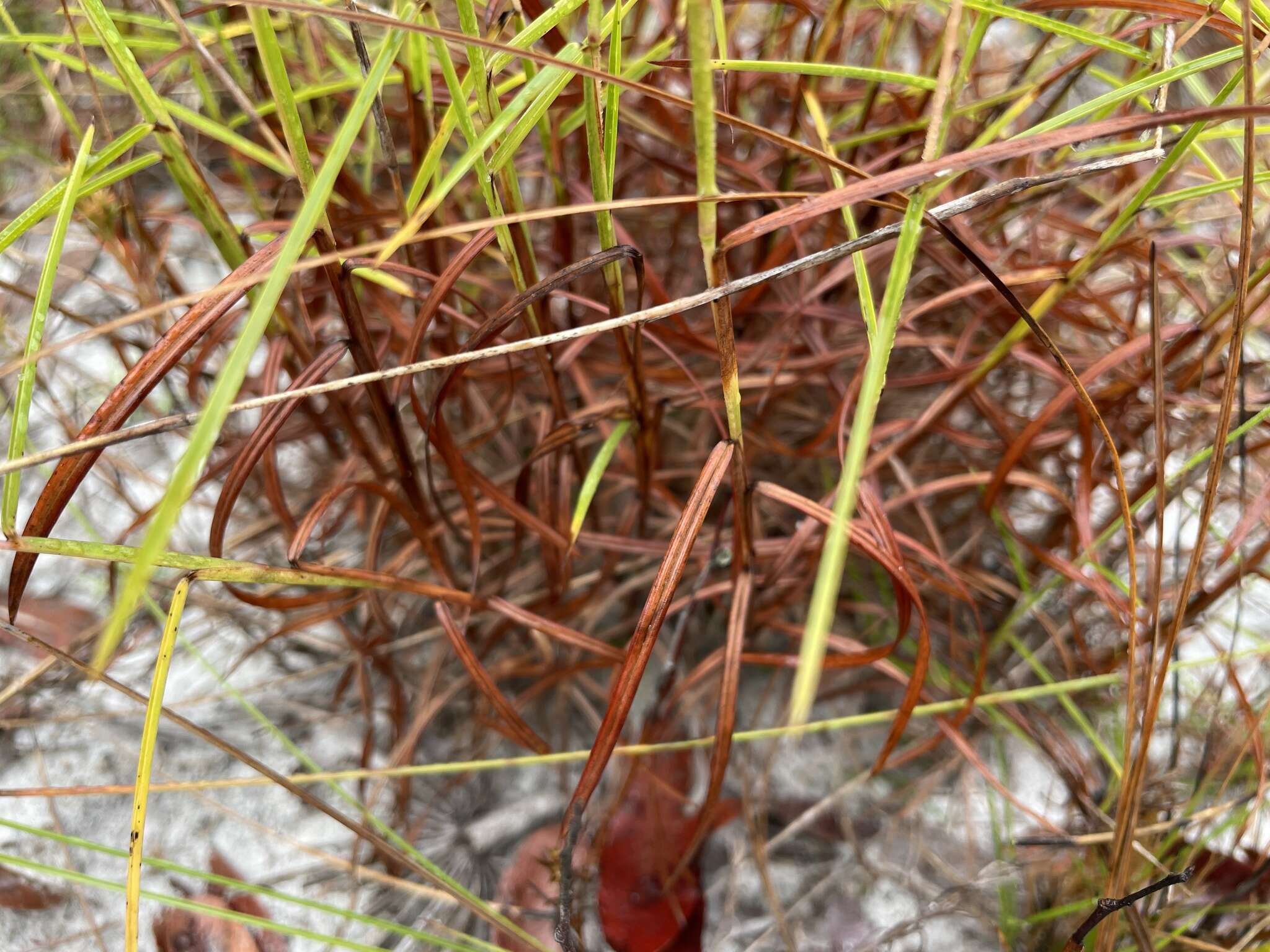 Schizachyrium niveum (Swallen) Gould resmi