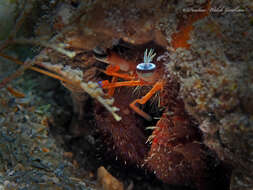 Image of bareye hermit