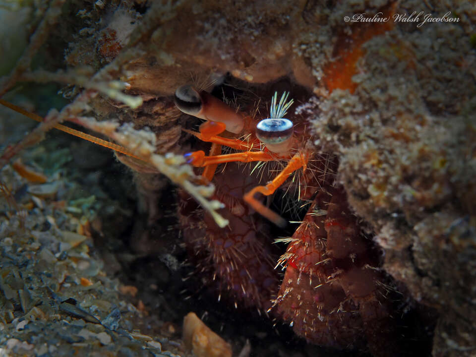 Image of bareye hermit