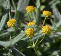 Sivun Bupleurum ranunculoides L. kuva