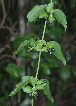 Image of Jasmine, Native