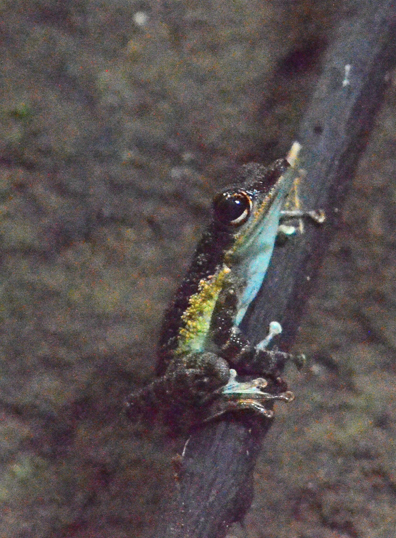 Image of Mindanao Splash Frog