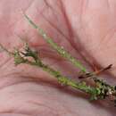 Image of Cladonia gracilis subsp. gracilis