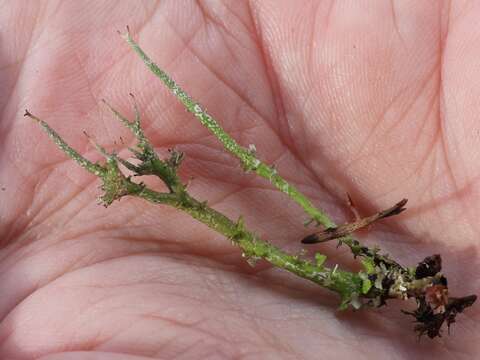 Image of Cladonia gracilis subsp. gracilis