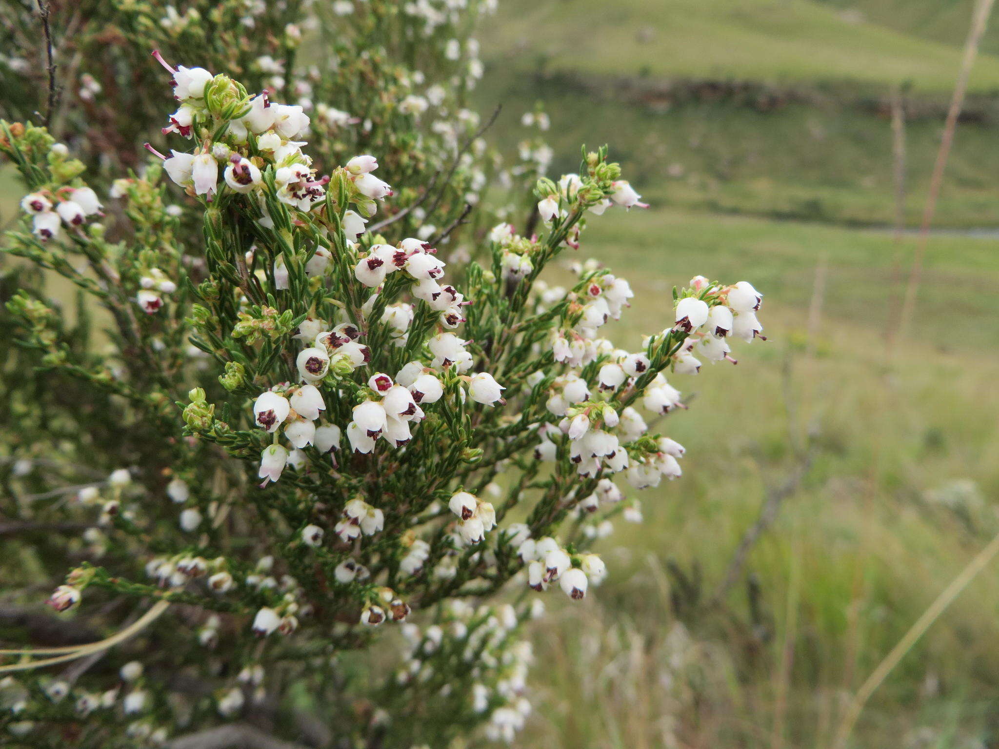 Imagem de Erica drakensbergensis Guthrie & Bolus