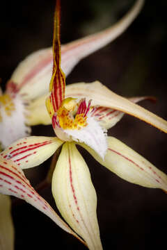 Image of Caladenia triangularis R. S. Rogers