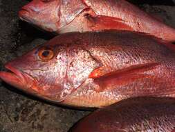 Image of Pacific red snapper