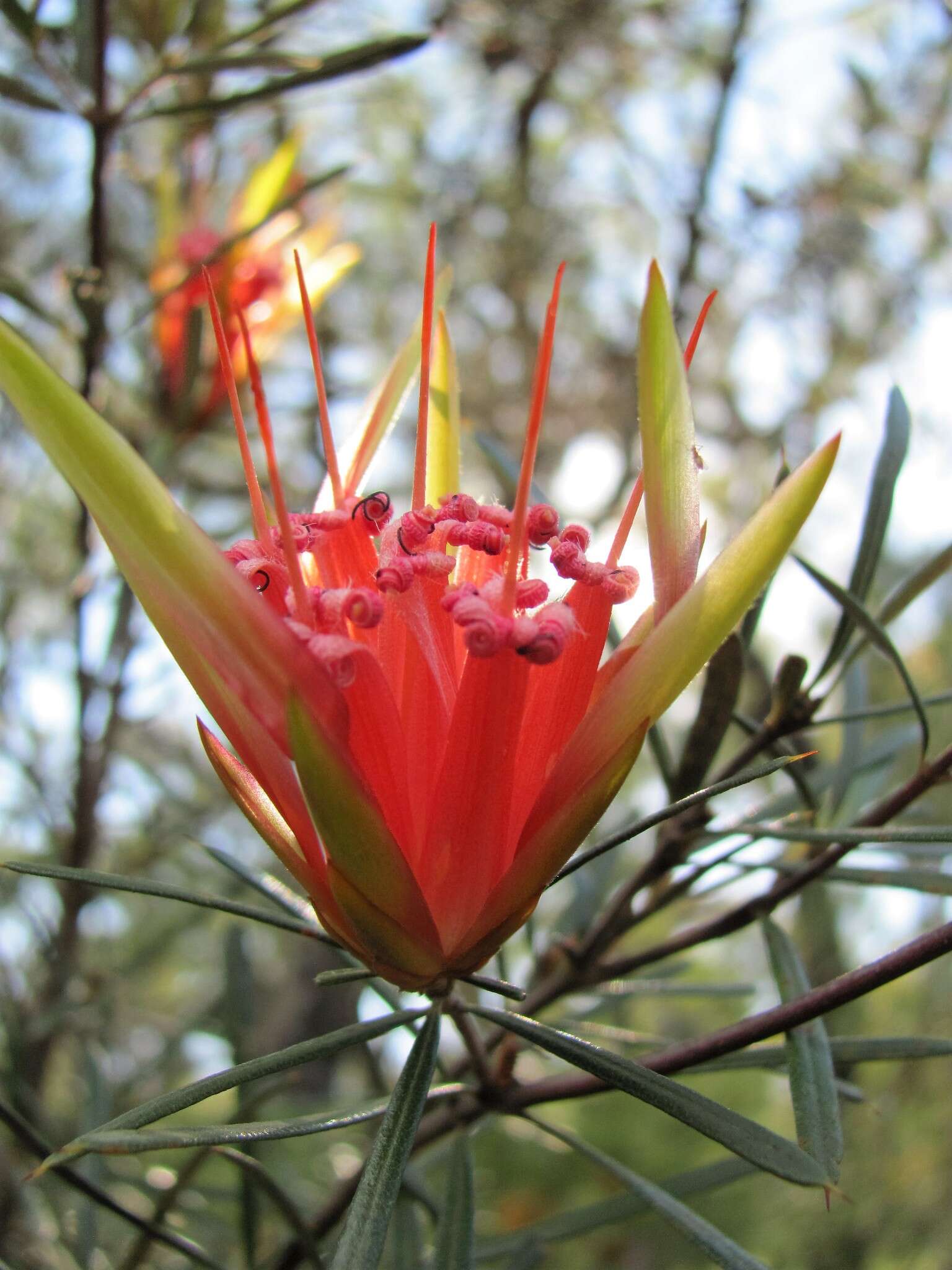 Image of Lambertia formosa Sm.