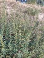 Image of Cytisus kreczetoviczii Wissjul.