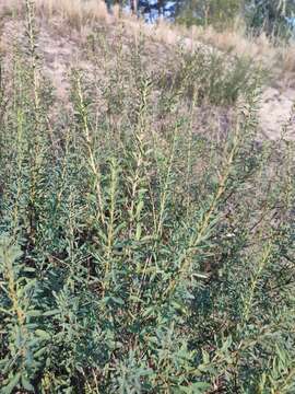 Image of Cytisus kreczetoviczii Wissjul.