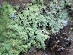 Image of sandwort microcalicium lichen