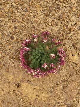 Image of Wreath Flower