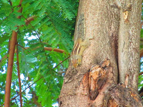 Image of Indian palm squirrel