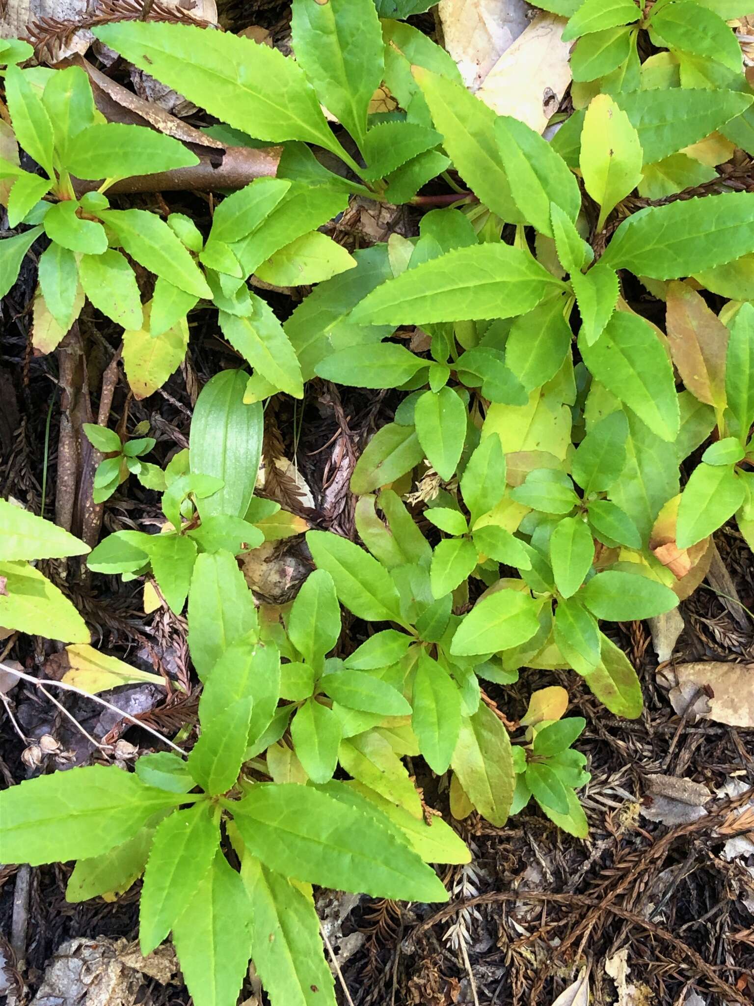 Image of Rattan's beardtongue