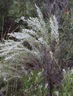 Artemisia filifolia Torr. resmi