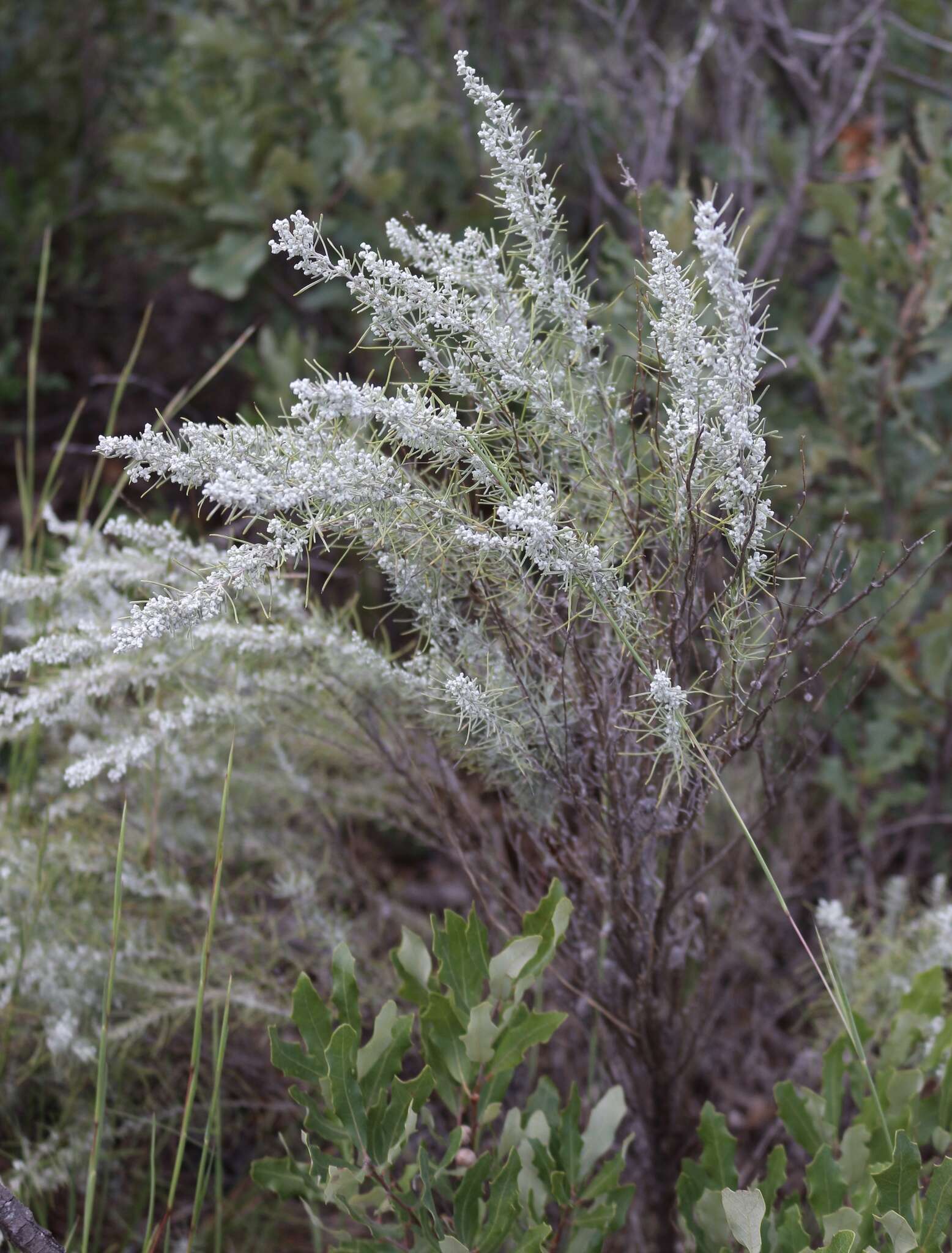 Artemisia filifolia Torr. resmi