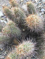 Image of Engelmann's hedgehog cactus