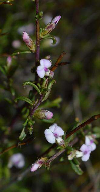 Image of Muraltia namaquensis Levyns