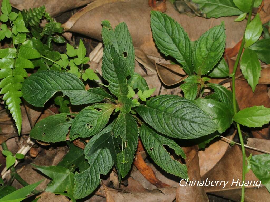 Image of Rhynchotechum discolor (Maxim.) B. L. Burtt