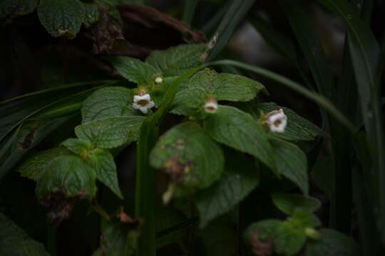 Image of Achimenes misera Lindl.