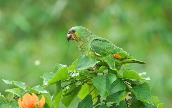 Image of <i>Amazona amazonica tobagensis</i>